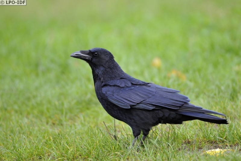 Combien De Temps Les Canaris Couvent Leurs Oeufs