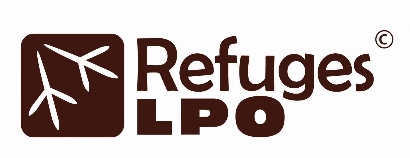 image article