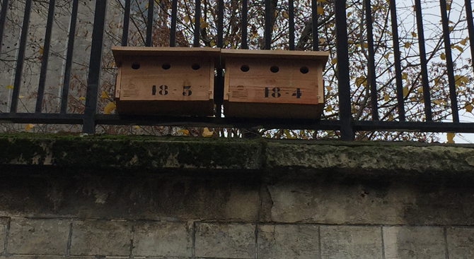 Nichoir sur l'école primaire, place Suzanne-Valadon