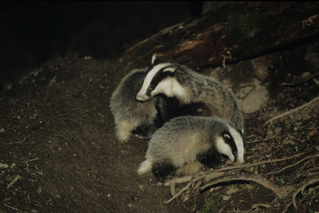 Famille