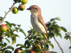 Pie-Grièche écorcheur femelle - © Corif