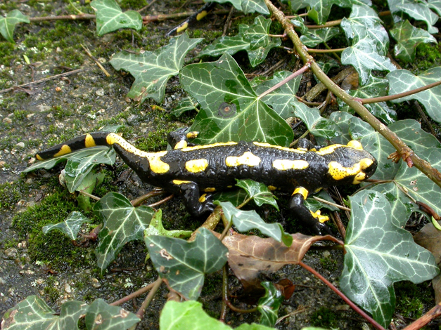 Salamandre