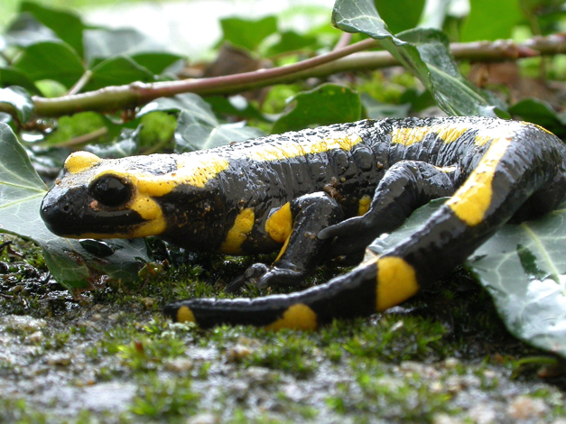 Salamandre