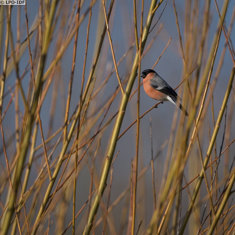 © Bouvreuil pivoine