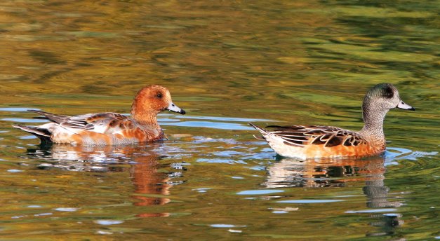 Canard siffleur