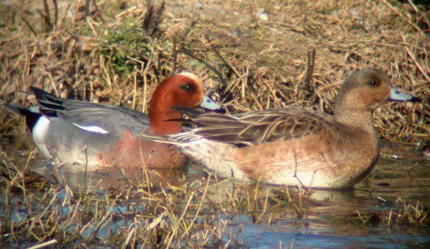 Canard siffleur
