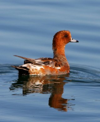 Canard siffleur