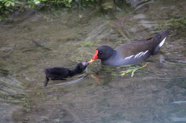 © Gallinule poule-d'eau