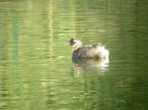 Grebe castagneux