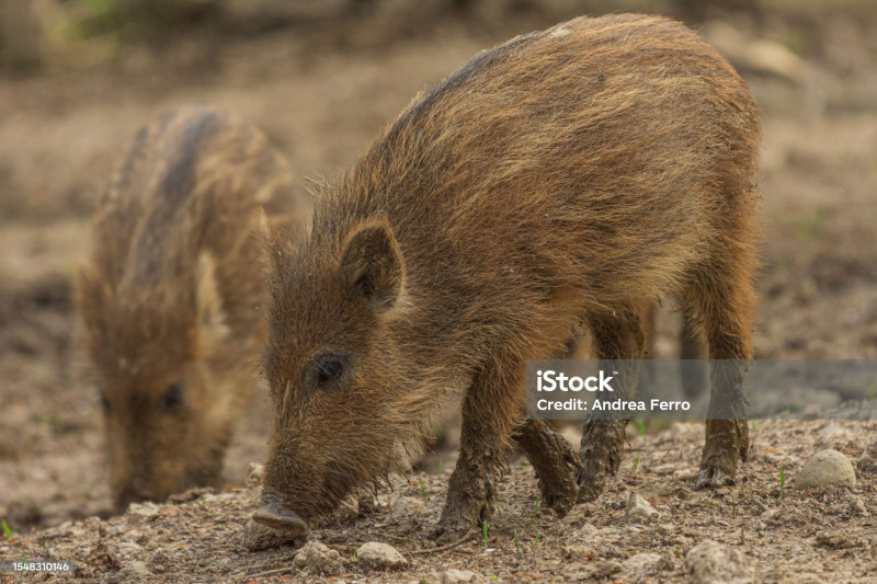 sanglier