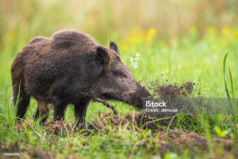 sanglier