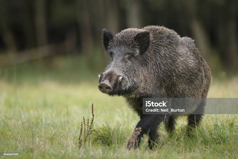 sanglier
