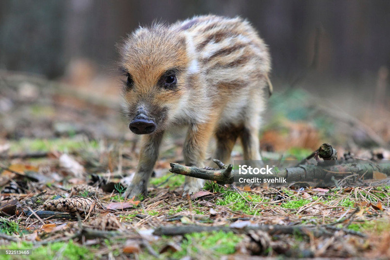 sanglier