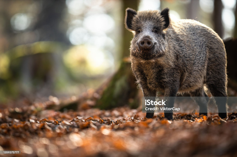 sanglier