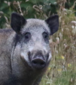 Espèce du mois