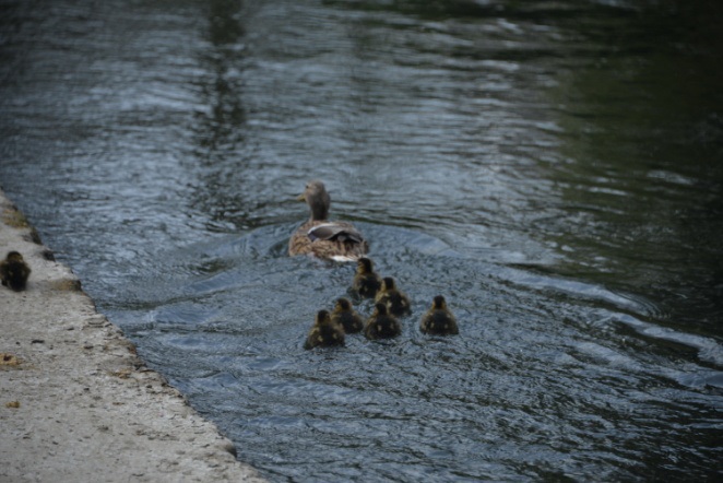 Canards