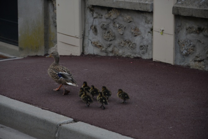 Canards