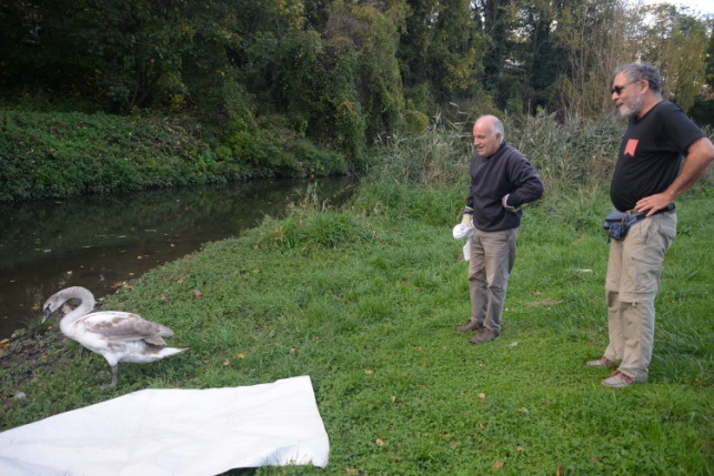Cygne