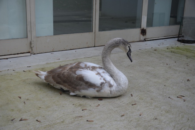 Cygne