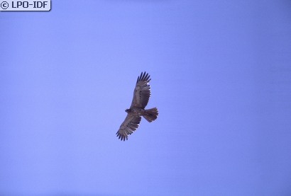 Aigle de Bonelli