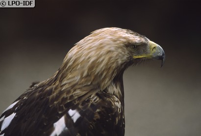 Aigle impérial