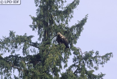 Aigle impérial