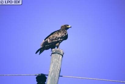 Aigle ravisseur