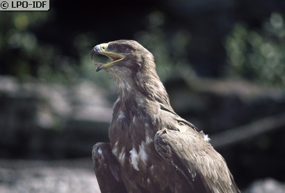 Aigle royal