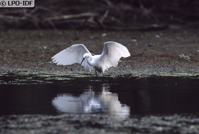 Aigrette garzette