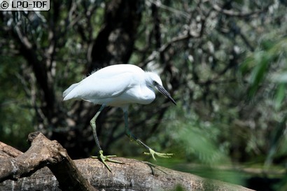 Aigrette garzette