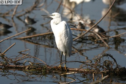 Aigrette garzette