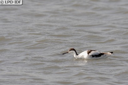 Avocette élégante