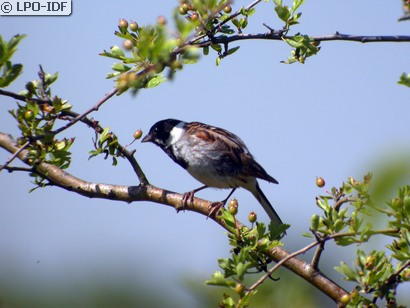 Bruant des roseaux