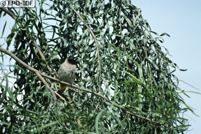 Bulbul d'Arabie