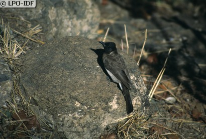 Bulbul des jardins