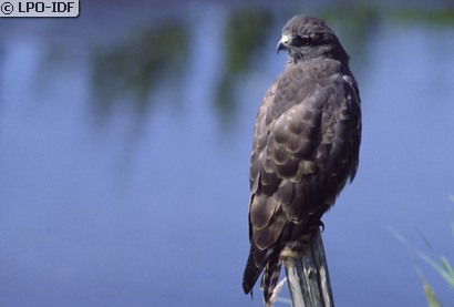Buse variable