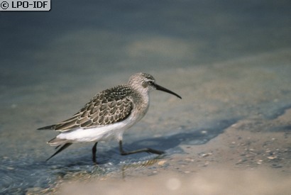 Bécasseau cocorli