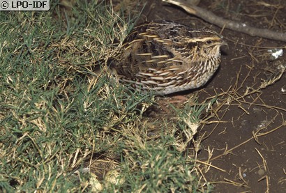 Caille des blés