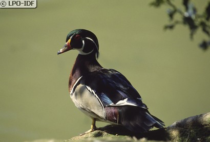 Canard carolin