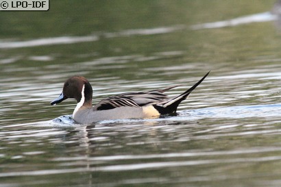 Canard pilet