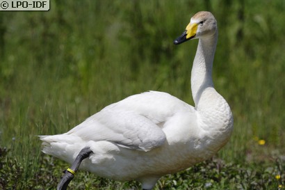Cygne chanteur