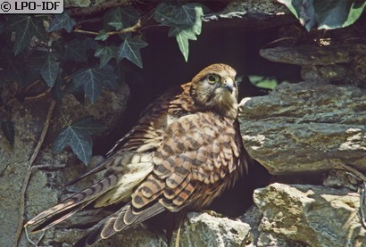 Faucon crécerelle