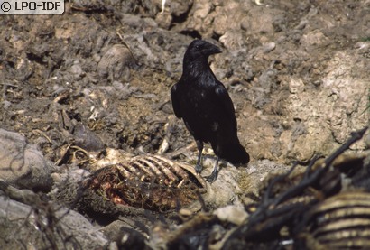 Grand Corbeau