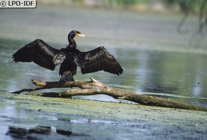 Grand Cormoran