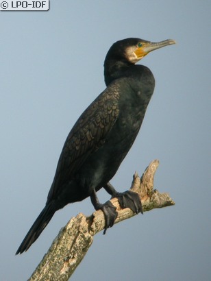 Grand Cormoran