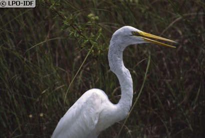 Grande Aigrette