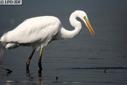 Grande Aigrette