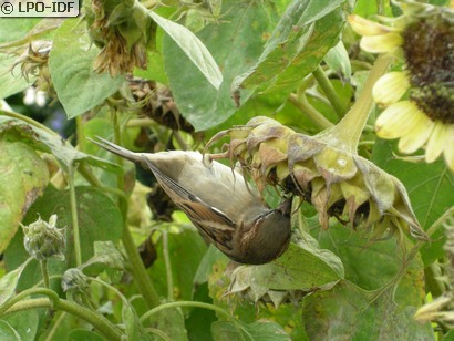 Moineau domestique