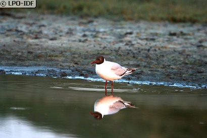 Mouette rieuse