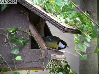 Mésange charbonnière